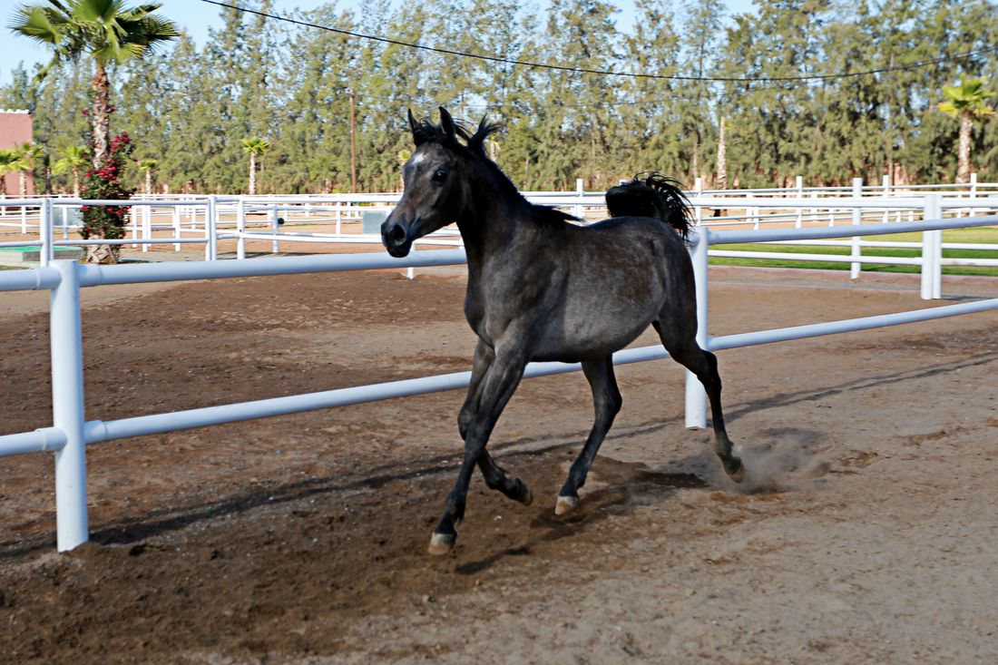Gardeer-3