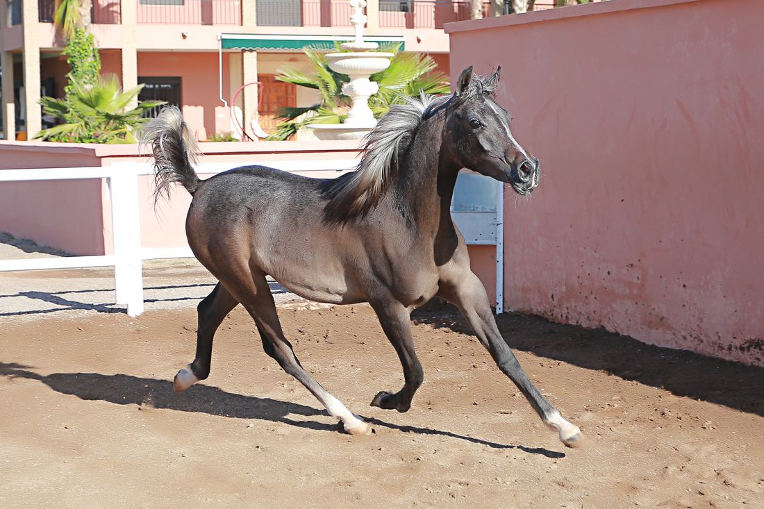 Garderr a zoomer