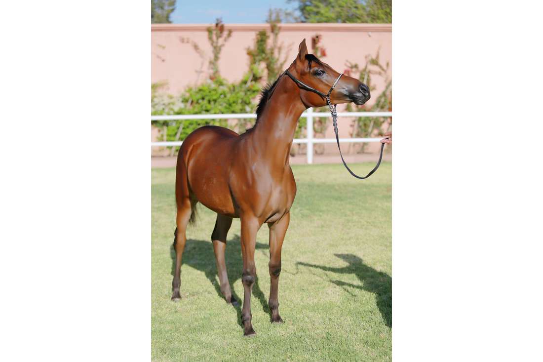 Garder-12