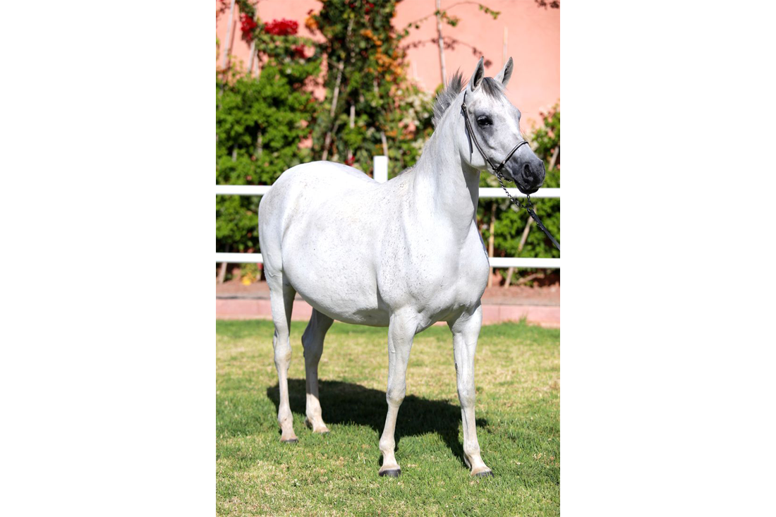 Garder-15