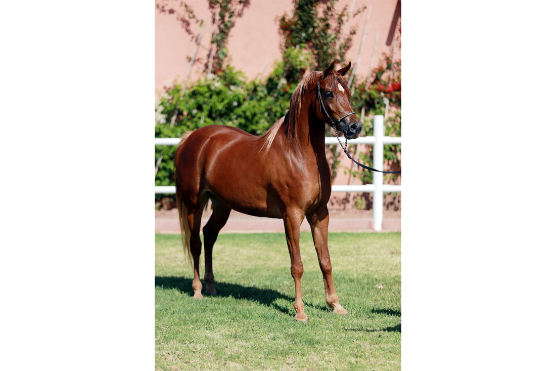 Garder-6