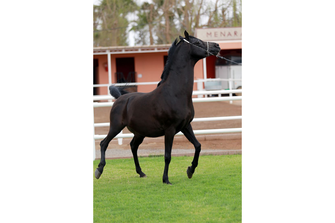 Garder-8