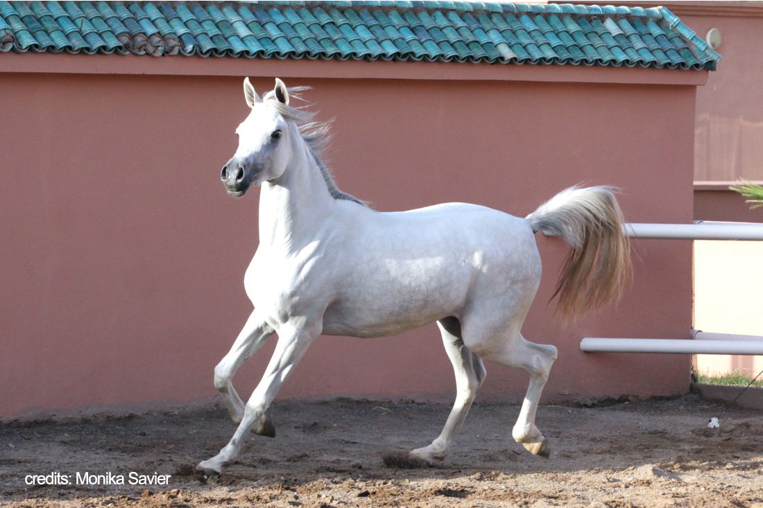 Garderr22